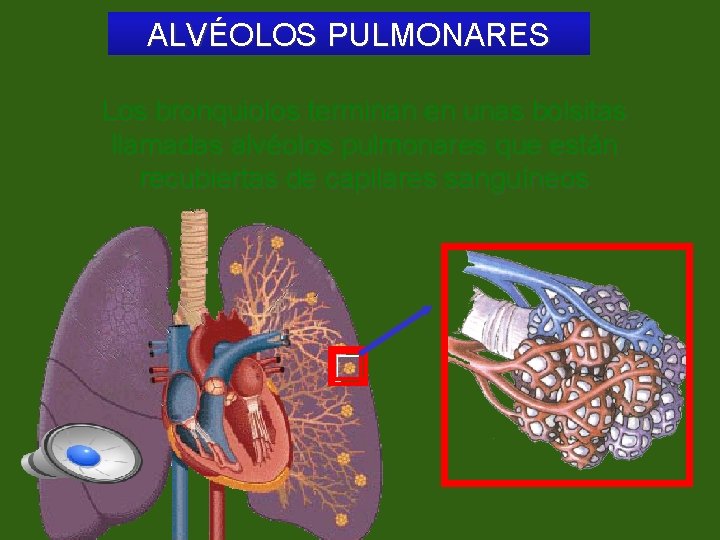 ALVÉOLOS PULMONARES Los bronquiolos terminan en unas bolsitas llamadas alvéolos pulmonares que están recubiertas