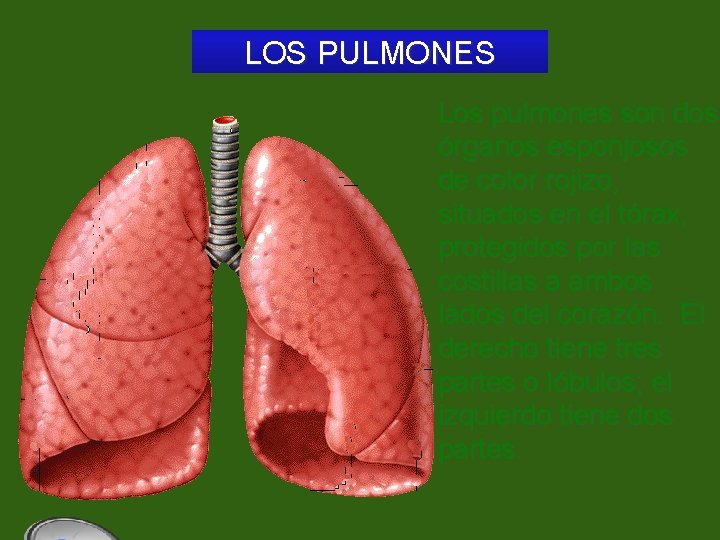 LOS PULMONES Los pulmones son dos órganos esponjosos de color rojizo, situados en el