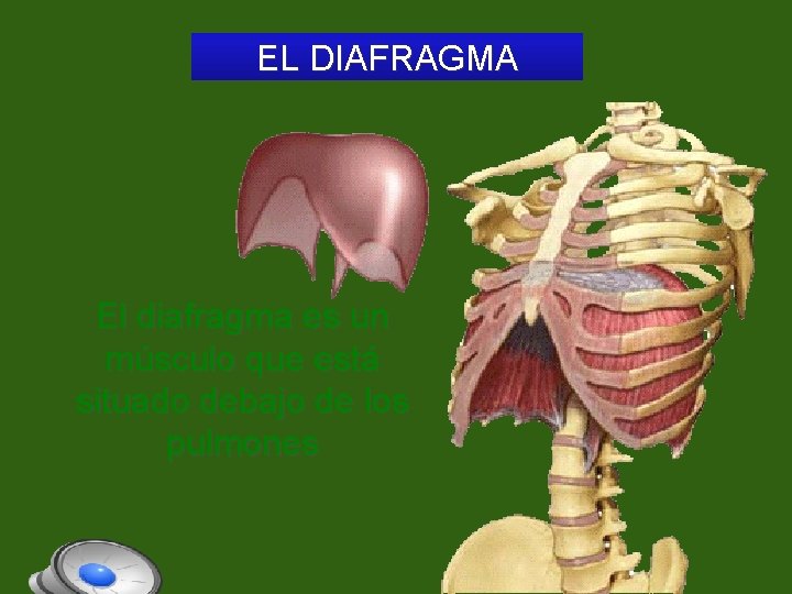 EL DIAFRAGMA El diafragma es un músculo que está situado debajo de los pulmones