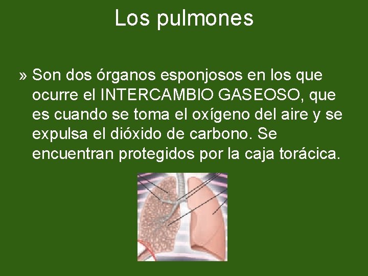 Los pulmones » Son dos órganos esponjosos en los que ocurre el INTERCAMBIO GASEOSO,