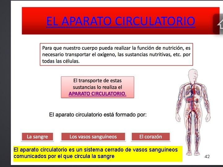 El aparato circulatorio es un sistema cerrado de vasos sanguíneos comunicados por el que