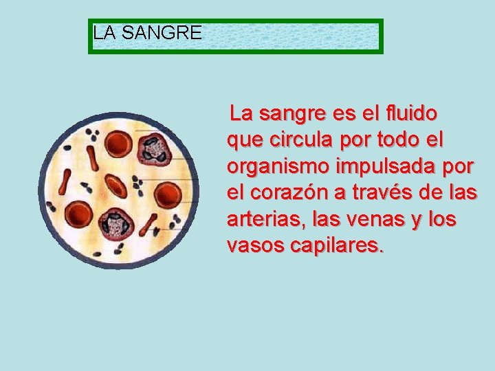 LA SANGRE La sangre es el fluido que circula por todo el organismo impulsada