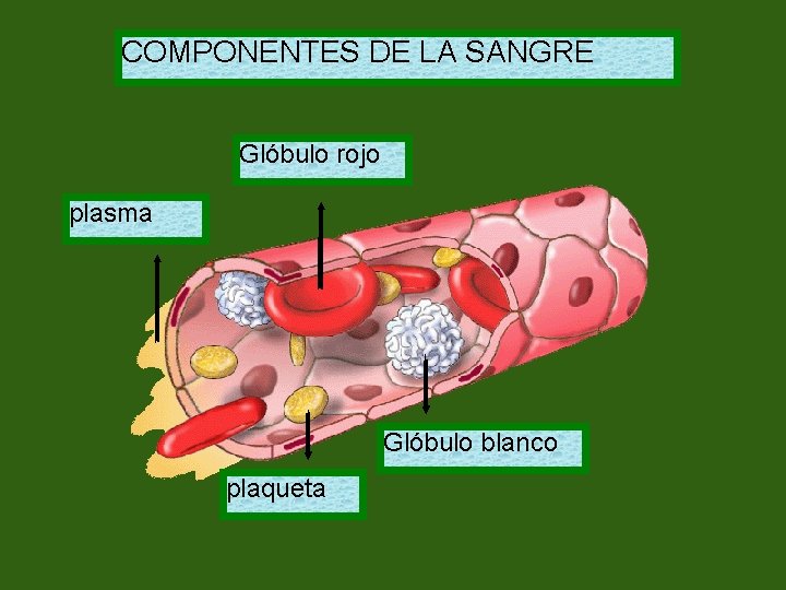 COMPONENTES DE LA SANGRE Glóbulo rojo plasma Glóbulo blanco plaqueta 