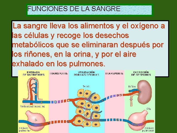 FUNCIONES DE LA SANGRE La sangre lleva los alimentos y el oxígeno a las