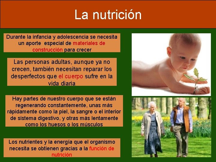 La nutrición Durante la infancia y adolescencia se necesita un aporte especial de materiales