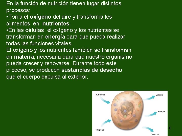 En la función de nutrición tienen lugar distintos procesos: • Toma el oxígeno del