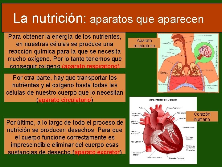 La nutrición: aparatos que aparecen Para obtener la energía de los nutrientes, en nuestras