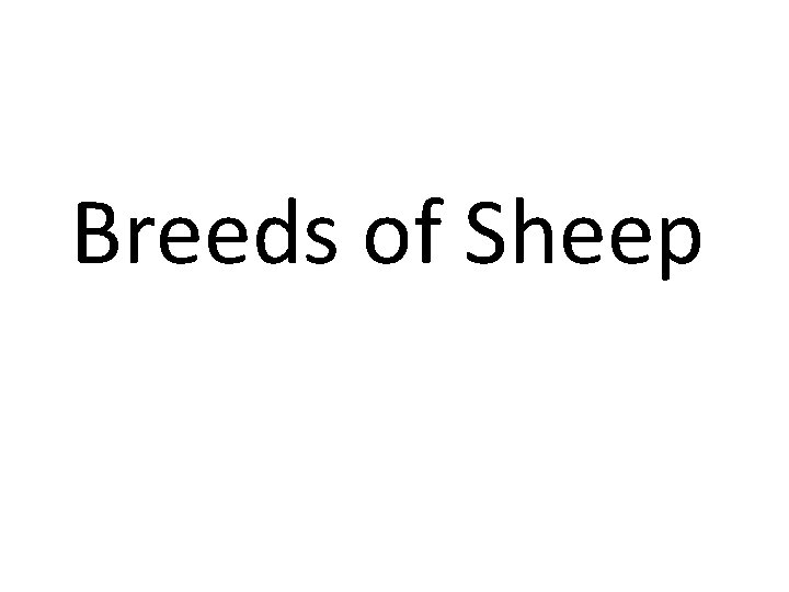 Breeds of Sheep 