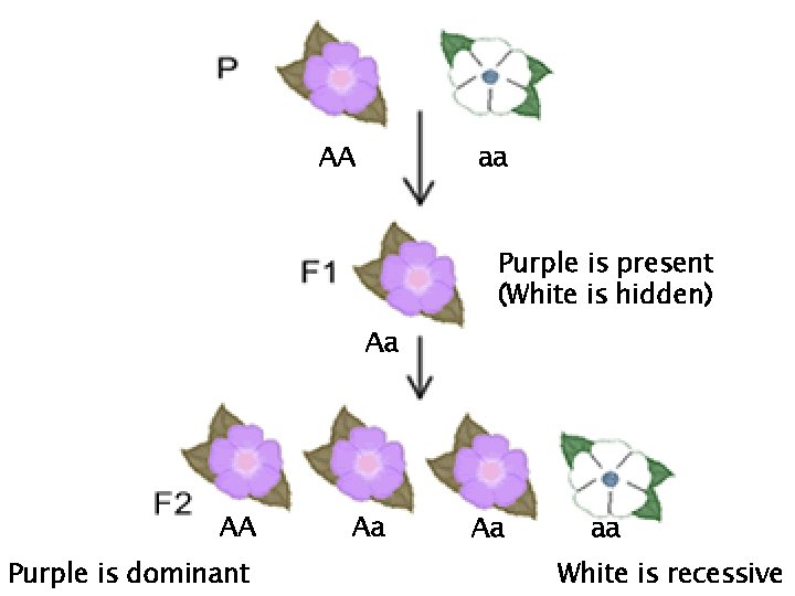 AA aa Purple is present (White is hidden) Aa AA Purple is dominant Aa