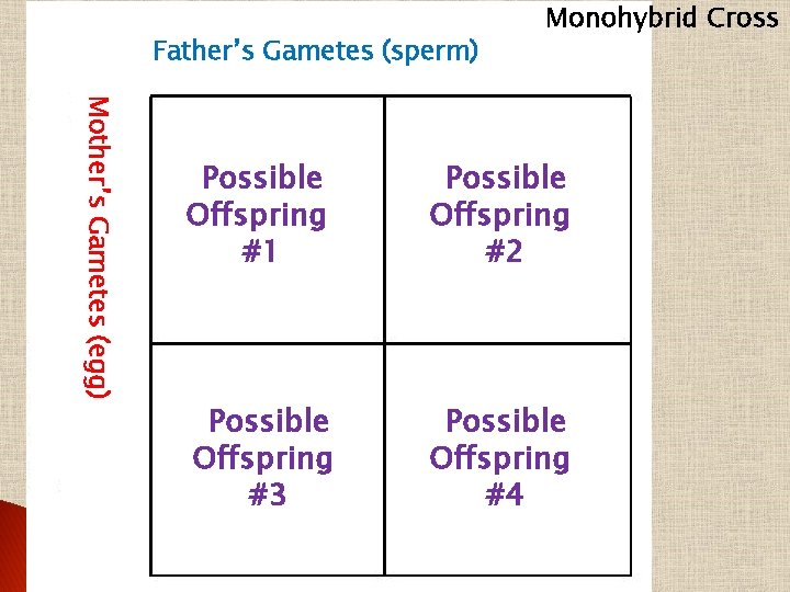 Father’s Gametes (sperm) Monohybrid Cross Mother’s Gametes (egg) Possible Offspring #1 Possible Offspring #2