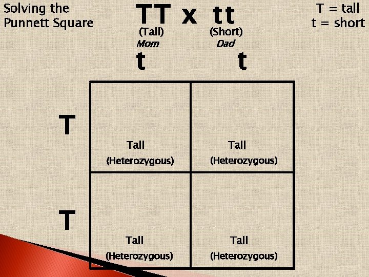 Solving the Punnett Square TT x tt (Tall) (Short) Mom t T Tall (Heterozygous)