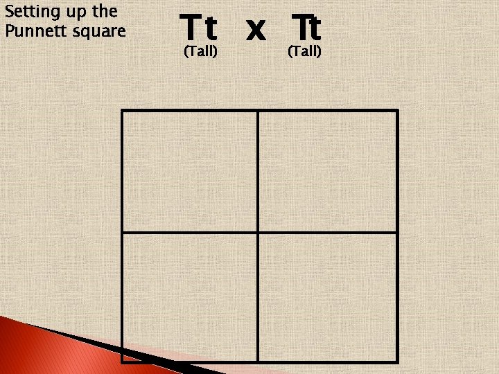 Setting up the Punnett square T t x Tt Tt (Tall) 