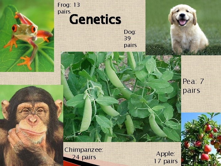 Frog: 13 pairs Genetics Dog: 39 pairs Pea: 7 pairs Chimpanzee: 24 pairs Apple: