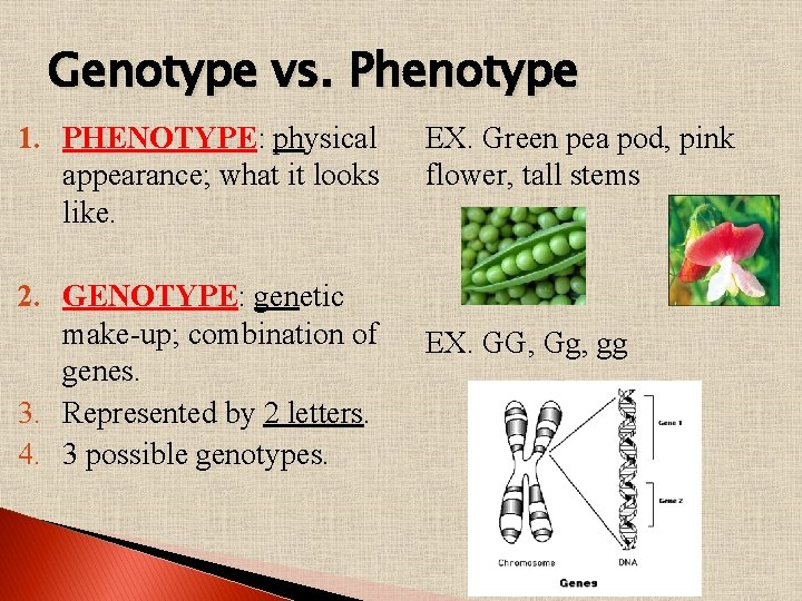Genotype vs. Phenotype 1. PHENOTYPE: physical appearance; what it looks like. 2. GENOTYPE: genetic
