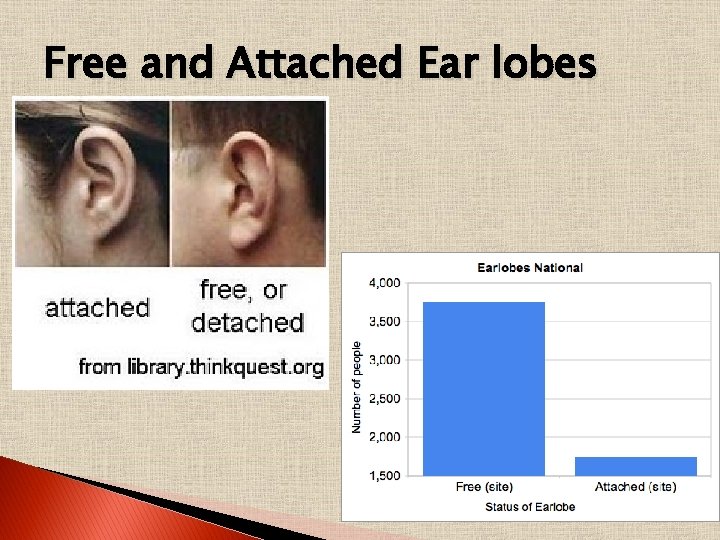 Free and Attached Ear lobes 