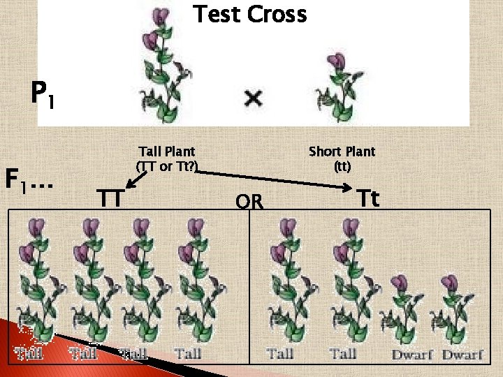 Test Cross P 1 F 1 … Tall Plant (TT or Tt? ) TT