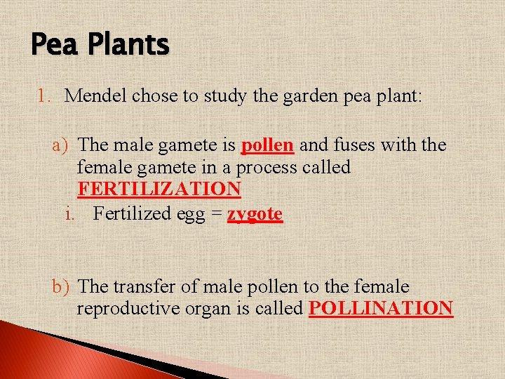 Pea Plants 1. Mendel chose to study the garden pea plant: a) The male