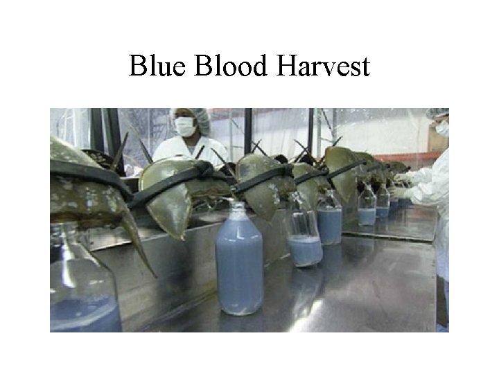 Blue Blood Harvest 