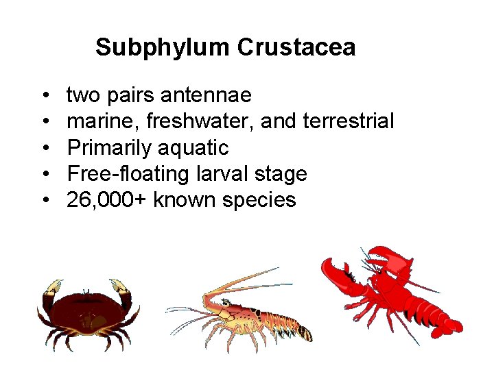 Subphylum Crustacea • • • two pairs antennae marine, freshwater, and terrestrial Primarily aquatic