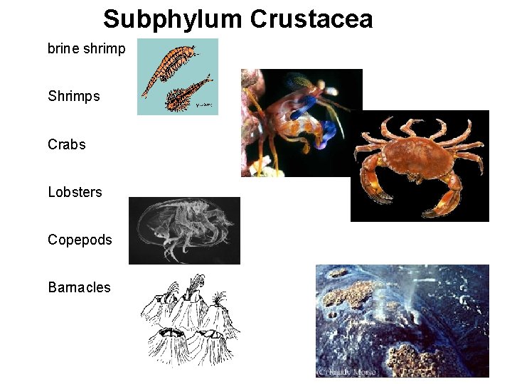 Subphylum Crustacea brine shrimp Shrimps Crabs Lobsters Copepods Barnacles 