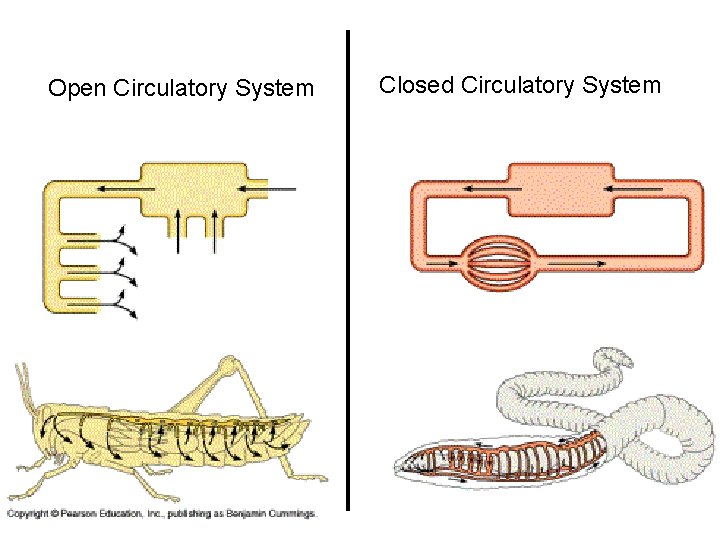 Open Circulatory System Closed Circulatory System 