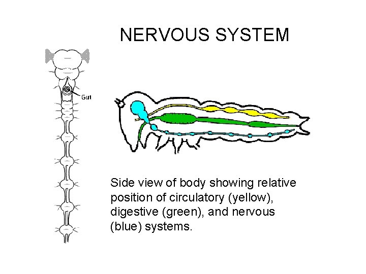 NERVOUS SYSTEM Side view of body showing relative position of circulatory (yellow), digestive (green),