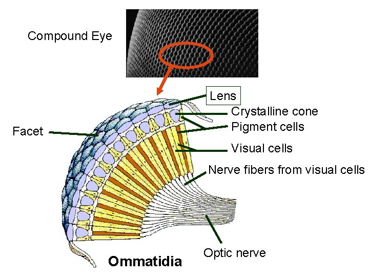 Compound Eye Lens Crystalline cone Pigment cells Facet Visual cells Nerve fibers from visual