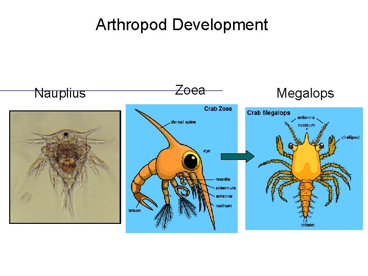 Arthropod Development Nauplius Zoea Megalops 