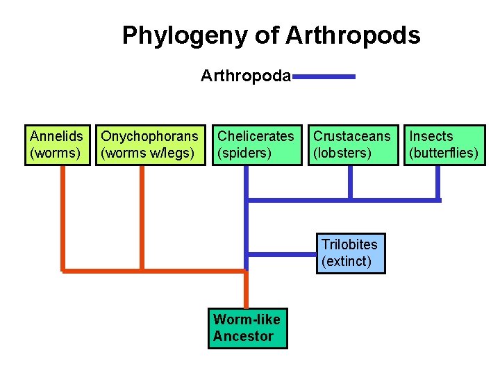 Phylogeny of Arthropods Arthropoda Annelids (worms) Onychophorans (worms w/legs) Chelicerates (spiders) Crustaceans (lobsters) Trilobites