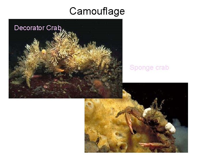 Camouflage Decorator Crab Sponge crab 