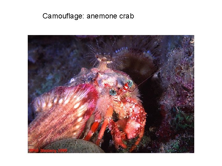 Camouflage: anemone crab 