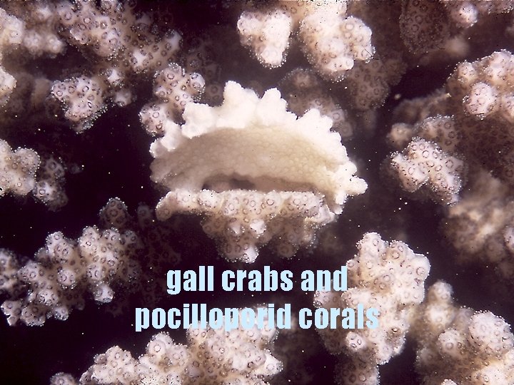 gall crabs and pocilloporid corals 