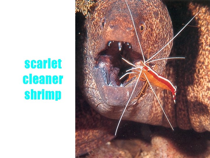 scarlet cleaner shrimp 