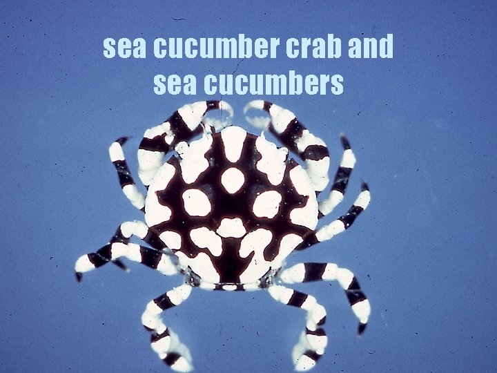 sea cucumber crab and sea cucumbers 