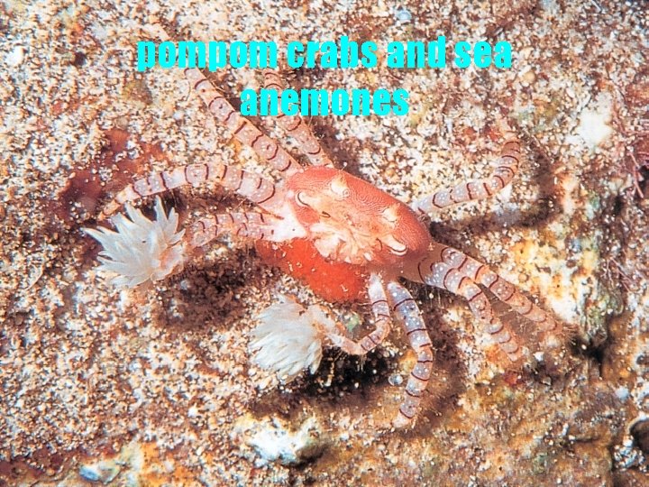 pompom crabs and sea anemones 