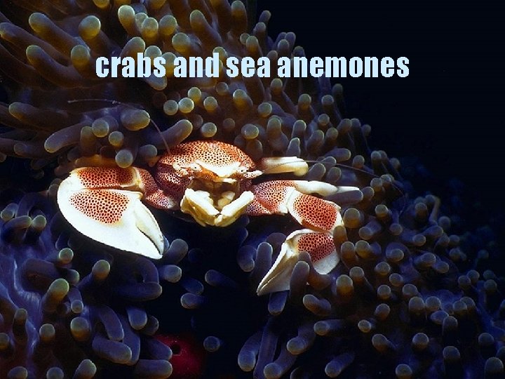 crabs and sea anemones 