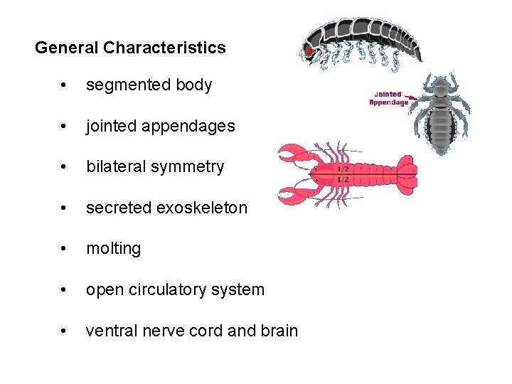 General Characteristics • segmented body • jointed appendages • bilateral symmetry • secreted exoskeleton