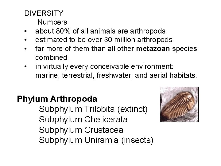 DIVERSITY Numbers • about 80% of all animals are arthropods • estimated to be