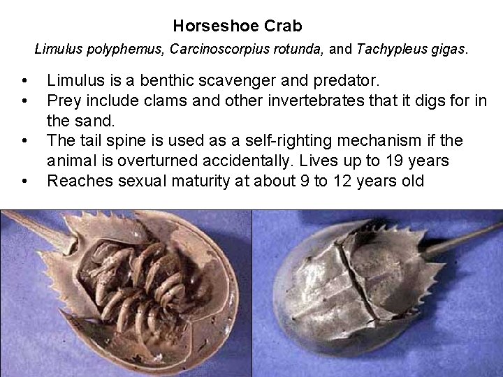 Horseshoe Crab Limulus polyphemus, Carcinoscorpius rotunda, and Tachypleus gigas. • • Limulus is a