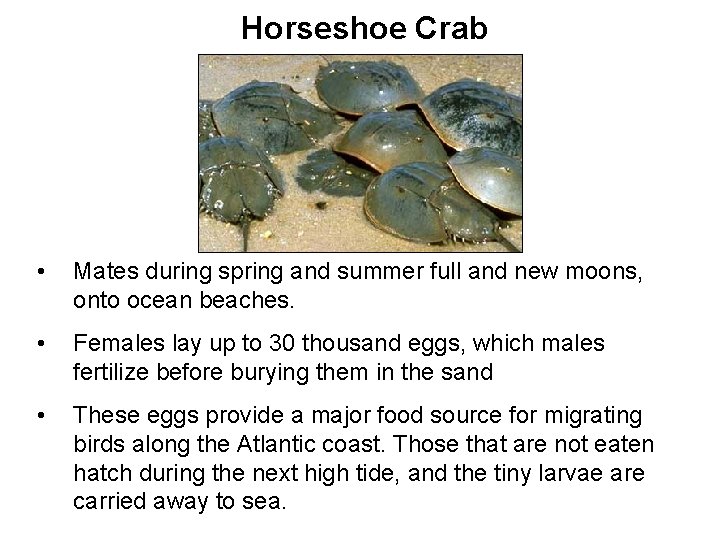 Horseshoe Crab • Mates during spring and summer full and new moons, onto ocean