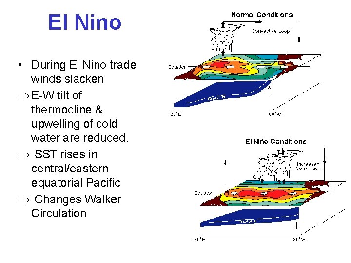 El Nino • During El Nino trade winds slacken Þ E-W tilt of thermocline