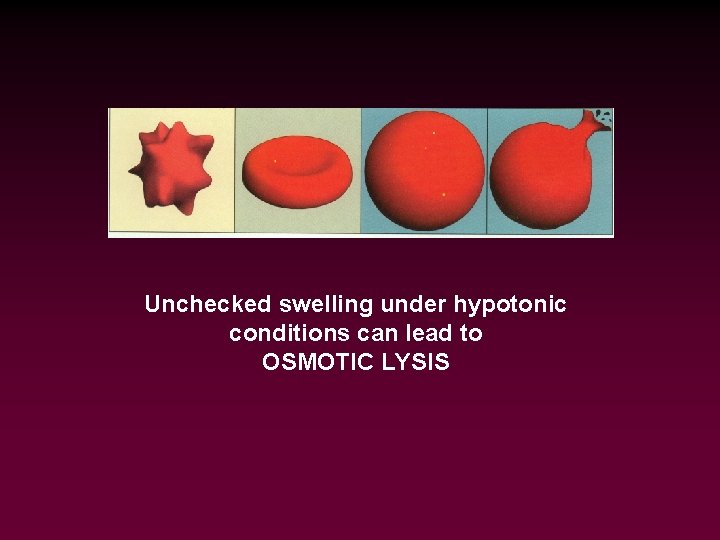 Unchecked swelling under hypotonic conditions can lead to OSMOTIC LYSIS 