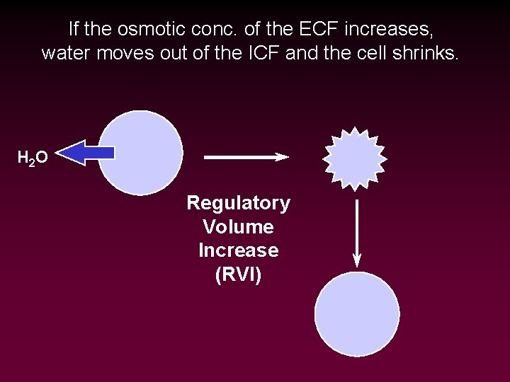 If the osmotic conc. of the ECF increases, water moves out of the ICF