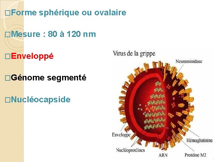 �Forme sphérique ou ovalaire �Mesure : 80 à 120 nm �Enveloppé �Génome segmenté �Nucléocapside