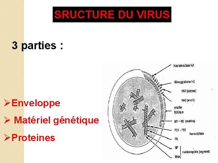 SRUCTURE DU VIRUS 3 parties : ØEnveloppe Ø Matériel génétique ØProteines 