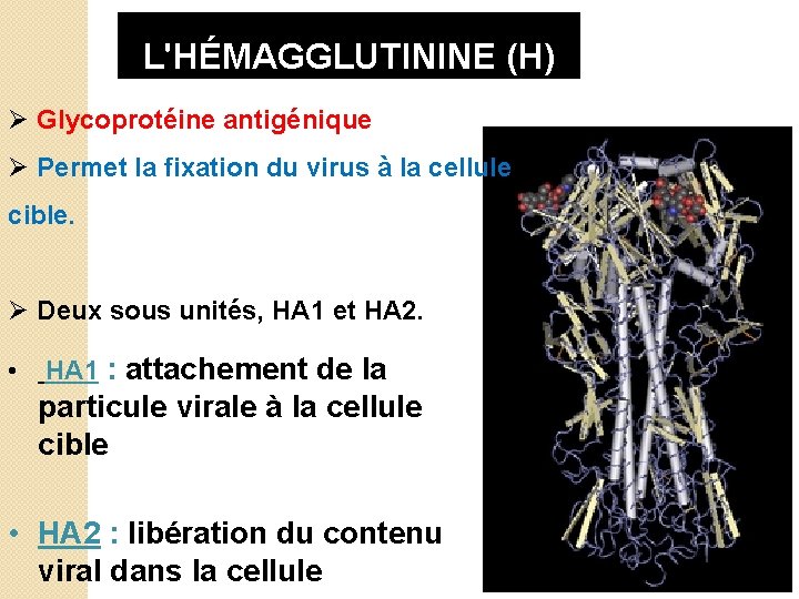  L'HÉMAGGLUTININE (H) Ø Glycoprotéine antigénique Ø Permet la fixation du virus à la