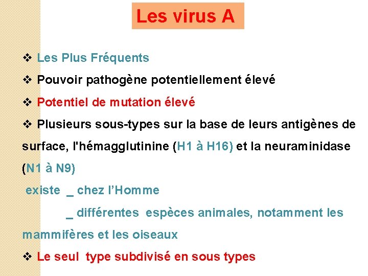 Les virus A v Les Plus Fréquents v Pouvoir pathogène potentiellement élevé v Potentiel