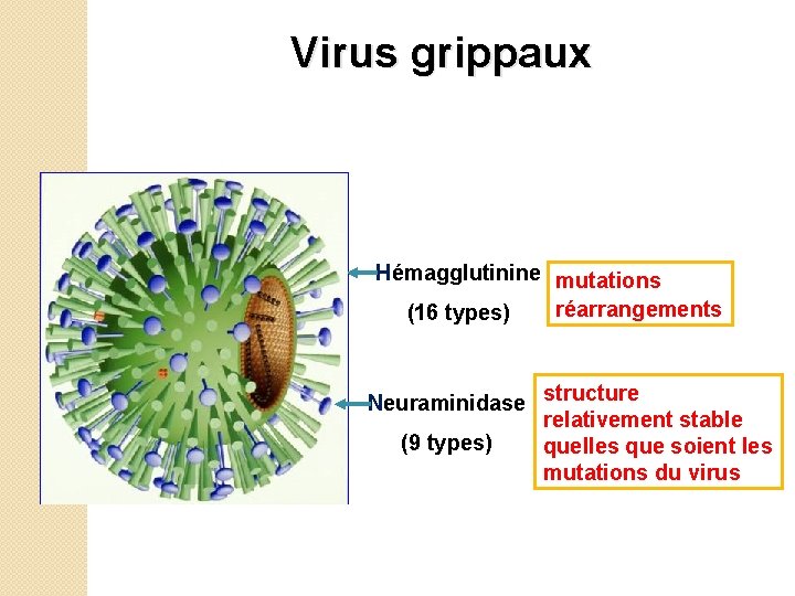  Virus grippaux Hémagglutinine mutations réarrangements (16 types) Neuraminidase structure relativement stable (9 types)