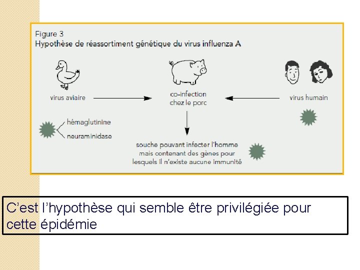 C’est l’hypothèse qui semble être privilégiée pour cette épidémie 