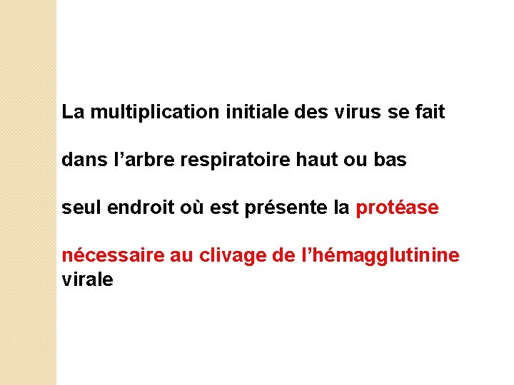 La multiplication initiale des virus se fait dans l’arbre respiratoire haut ou bas seul